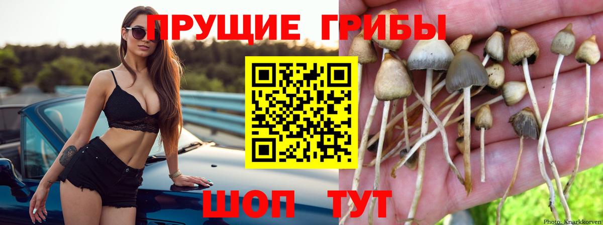 Курчатов  где найти наркотики  Вход с VPN  Псилоцибиновые грибы GOLDEN TEACHER 